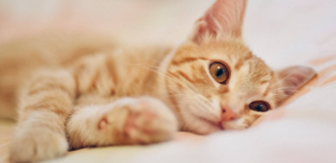 Cats and how they can break your heart